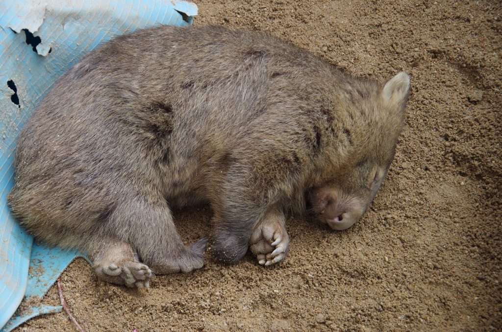 kuranda_wombat